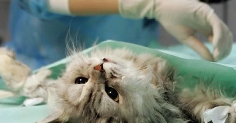 Чи можна стерилізувати вагітну кішку: поради та рекомендації від ветеринарів