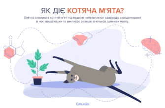 Чи можуть котячі воші передаватися людям: факти та міфи про передачу