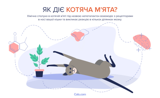 Чи можуть котячі воші передаватися людям: факти та міфи про передачу Чи можуть котячі воші передаватися людям: факти та міфи про передачу