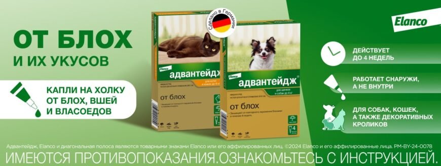 Чи передаються блохи від кота до людини: правда чи міф?