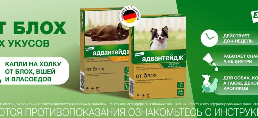 Чи передаються блохи від кота до людини: правда чи міф?