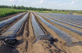 Чи потрібно грунтувати стіни перед побілкою вапном: поради та рекомендації