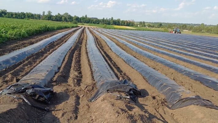 Чи потрібно грунтувати стіни перед побілкою вапном: поради та рекомендації