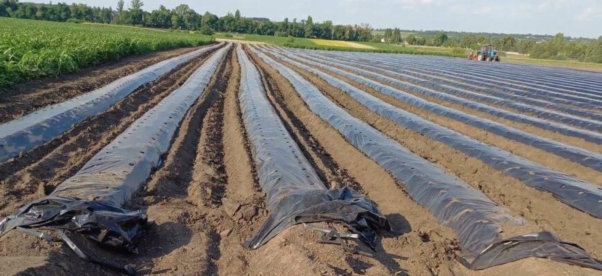 Чи потрібно грунтувати стіни перед побілкою вапном: поради та рекомендації