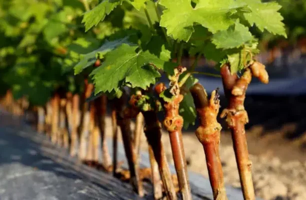 Чи пропускає агроволокно воду: аналіз властивостей матеріалу