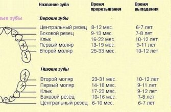 Чи випадають молочні кутні зуби у дітей: коли і чому це відбувається?