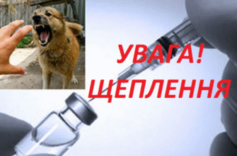 Чи загрожує сказ вашому домашньому котові: міфи та реальність