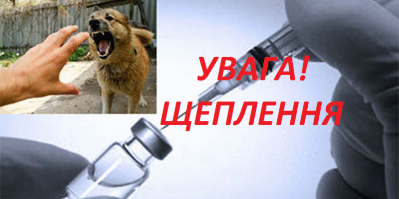 Чи загрожує сказ вашому домашньому котові: міфи та реальність