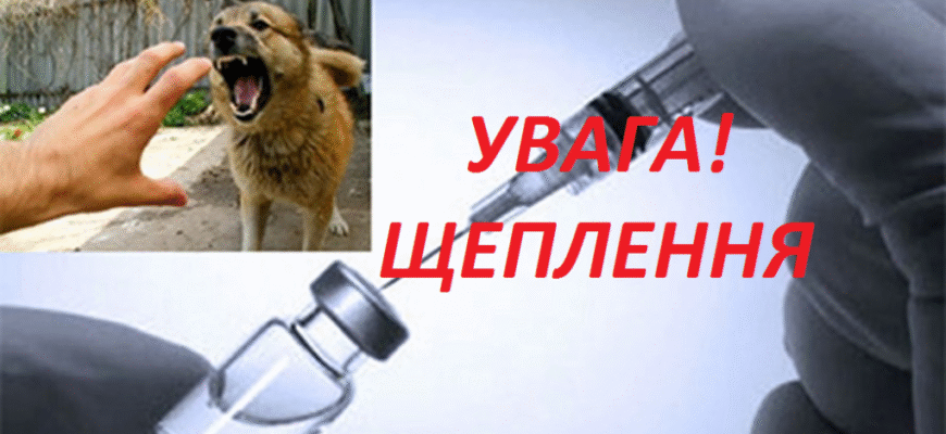 Чи загрожує сказ вашому домашньому котові: міфи та реальність