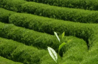 Чи знижує тиск зелений чай: правда чи міф для вашого здоров’я?