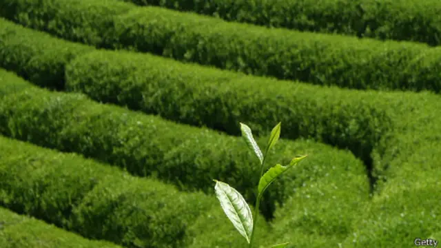 Чи знижує тиск зелений чай: правда чи міф для вашого здоров’я?