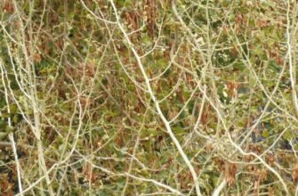 Догляд за кімнатним оливковим деревом: поради для здорового росту