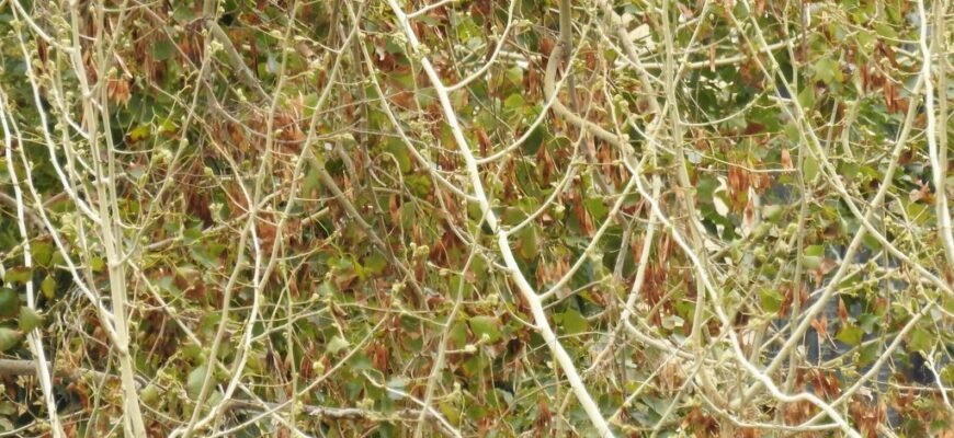 Догляд за кімнатним оливковим деревом: поради для здорового росту