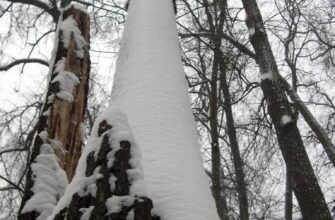 Посадка та догляд за малиновим деревом: поради для успіху в саду