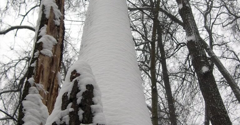 Посадка та догляд за малиновим деревом: поради для успіху в саду Посадка та догляд за малиновим деревом: поради для успіху в саду