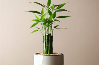 Догляд за кімнатним бамбуком: поради для здорового зростання рослини