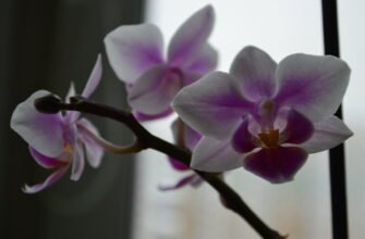 Догляд за орхідеєю фаленопсис: поради для пишного цвітіння вдома
