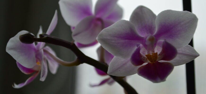 Догляд за орхідеєю фаленопсис: поради для пишного цвітіння вдома Догляд за орхідеєю фаленопсис: поради для пишного цвітіння вдома