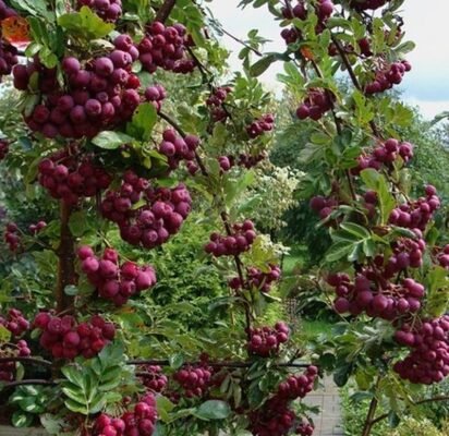 Горобина: кущ чи дерево? Визначаємо ботанічну природу рослини