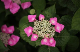 Догляд за блакитною гортензією: секрети пишного цвітіння та здоров’я рослини