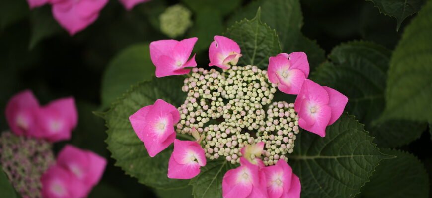 Догляд за блакитною гортензією: секрети пишного цвітіння та здоров’я рослини