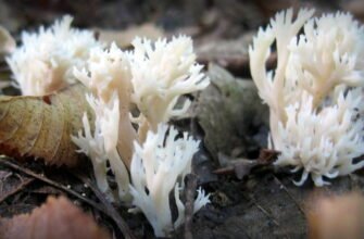 Догляд за целозією гребінчастою в домашніх умовах: поради та рекомендації