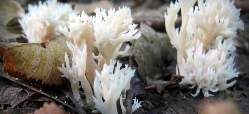 Догляд за целозією гребінчастою в домашніх умовах: поради та рекомендації