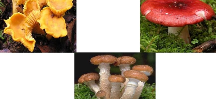 Гриби: Білок чи Вуглеводи? Розкриваємо Харчову Цінність Грибів