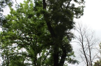 Азалія японська: детальний догляд для здорового цвітіння вдома