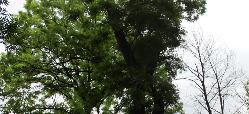 Азалія японська: детальний догляд для здорового цвітіння вдома Азалія японська: детальний догляд для здорового цвітіння вдома