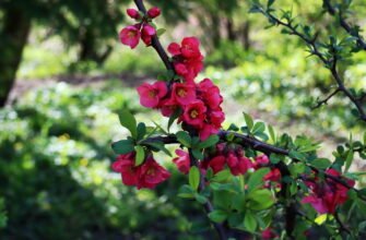 Керія японська: повний гід з догляду та вирощування у вашому саду