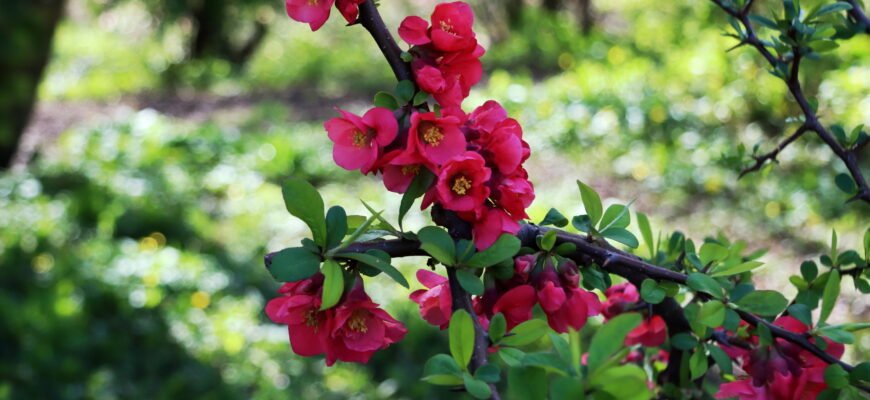 Керія японська: повний гід з догляду та вирощування у вашому саду Керія японська: повний гід з догляду та вирощування у вашому саду