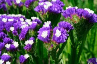 Кермек: однорічна чи багаторічна рослина? Дізнайтесь її особливості!