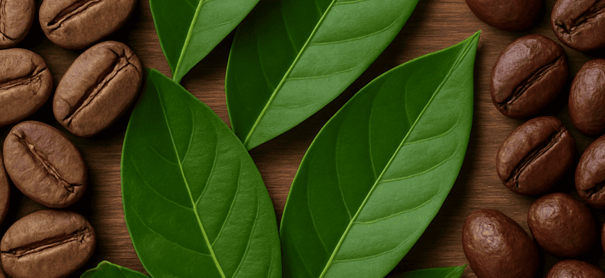 Кислинка в каві: порівняння арабіки та робусти для вибору смаку