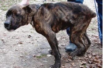 Лікування парвовірусного ентериту у собак: шанси виживання та методи терапії