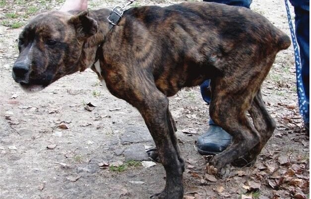 Лікування парвовірусного ентериту у собак: шанси виживання та методи терапії Лікування парвовірусного ентериту у собак: шанси виживання та методи терапії