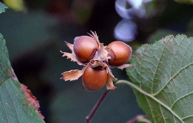 Ліщина: це дерево чи кущ? Розберімось, що насправді це за рослина