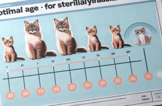 Оптимальный возраст для стерилизации кошки: советы ветеринаров