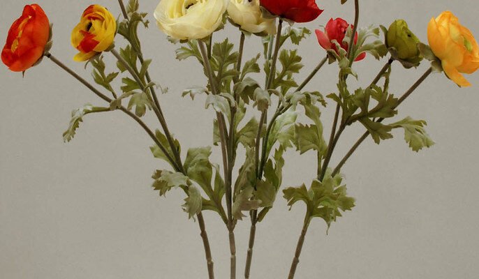 Ранункулюс: ефективний догляд та вирощування розкішних квітів