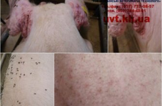 Рожа у свиней: чи безпечно вживати м’ясо таких тварин?