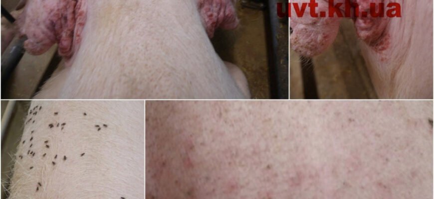 Рожа у свиней: чи безпечно вживати м’ясо таких тварин?