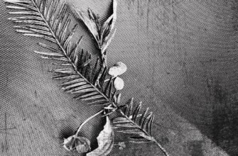 Ефективний догляд за руками: секрети здорових і красивих рук