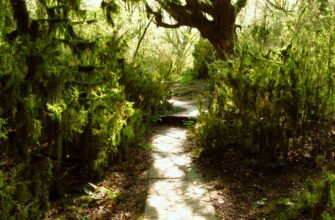 Самшит: Ефективні методи догляду для здорового та пишного зростання