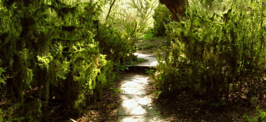 Самшит: Ефективні методи догляду для здорового та пишного зростання Самшит: Ефективні методи догляду для здорового та пишного зростання