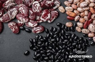 Сочевиця: рослинний білок чи джерело вуглеводів? Розкриваємо істину