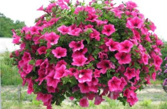 Сульфінія vs Сурфінія: Які квіти обрати для вашого саду?