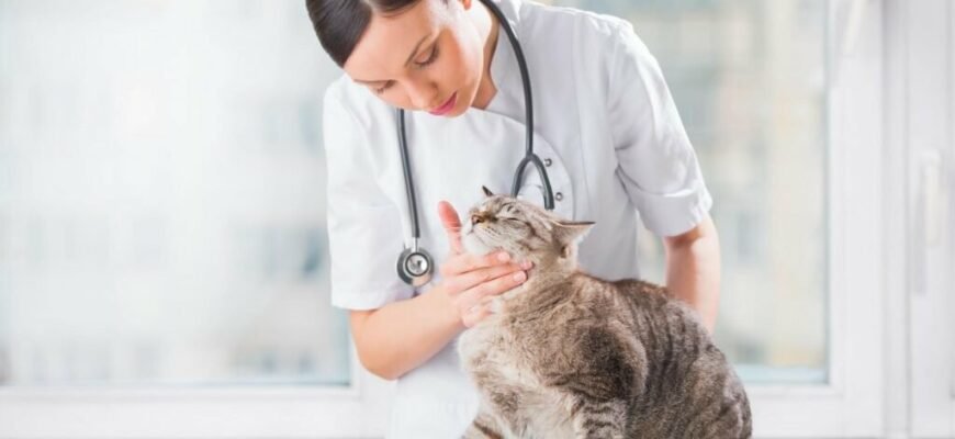 В якому віці оптимально і безпечно каструвати кота: рекомендації ветеринарів