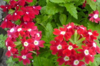 Ефективний догляд за вербеною: поради для пишного цвітіння