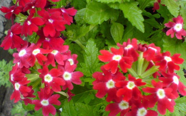 Ефективний догляд за вербеною: поради для пишного цвітіння