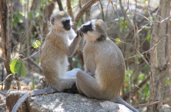 Ефективний домашній догляд за волоссям: поради та засоби для краси